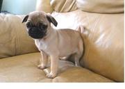 pug looking for new home