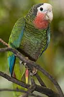 An adorable parrot bird 