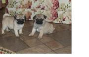 pug puppies for sell